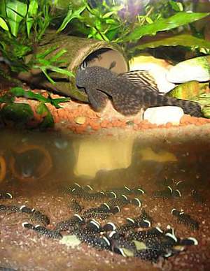 Описание сомов Анциструсов