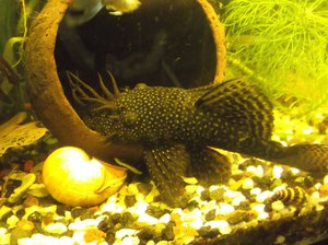 Аквариумные рыбки Анциструсы