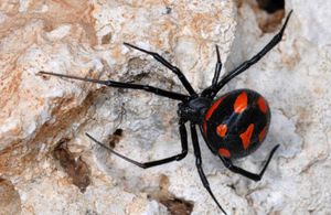 Места обитания каракурта