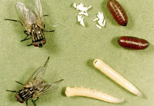 Чем питаются мухи и их личинки: рацион разных видов