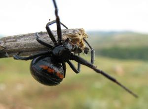 Меры предосторожности при отдыхе на природе, где отдыхает каракурт