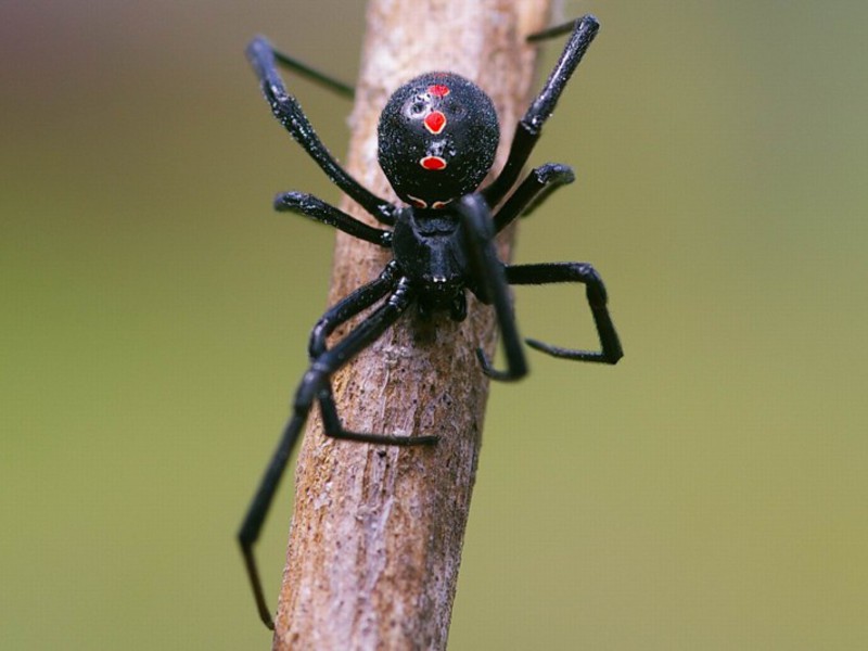 Как избежать укуса каракурта при отдыхе на природе