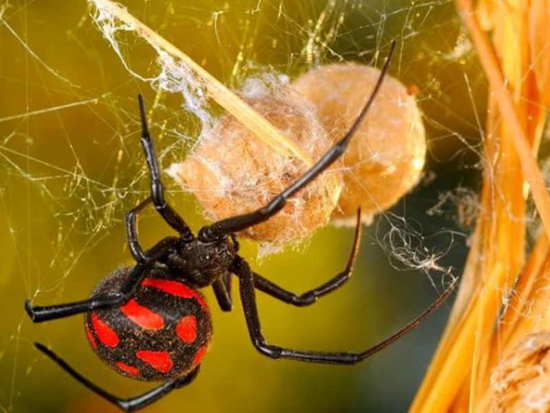 Описание поведения каракурта