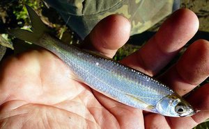 Пузанок в руках