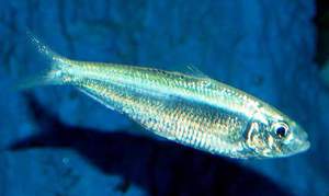 Блестящая тюлька