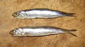 Хамса - маленькие рыбешки