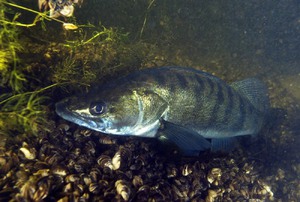 Судак - хищник