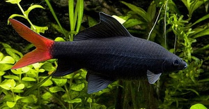 Описание внешнего вида