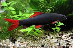 Рыбка лабео