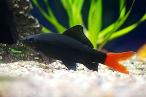 Кормление рыбок лабео