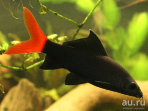 Какие есть разновидности лабео