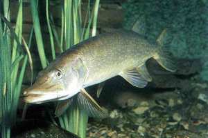 Щука в основном обитает в пресной воде