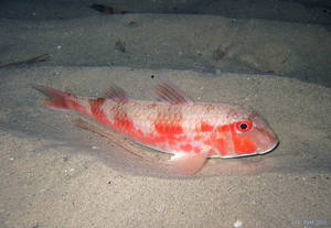 Барабулька