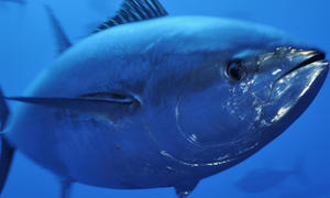 Тунец - размер рыбы