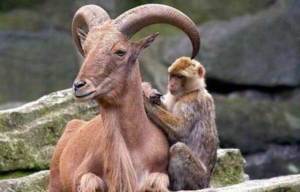 Симбиоз считается одной из важных сил эволюции