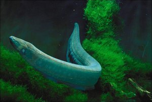 Угорь может достигать большой длины