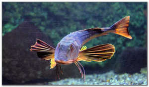 Интересные характеристики морского петуха 