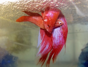 Весьма интересные  виды триглы (морской петух)