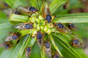 Цикада: кто это и где обитает насекомое