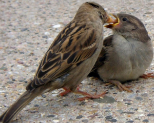 Чем питается воробей