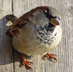 Почему гибнут воробьи