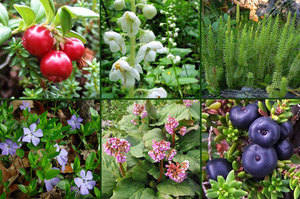 Растения тайги