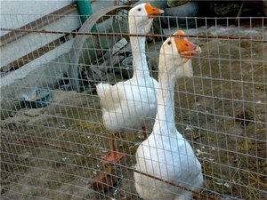 Лучшие породы гусей для разведения и откорма