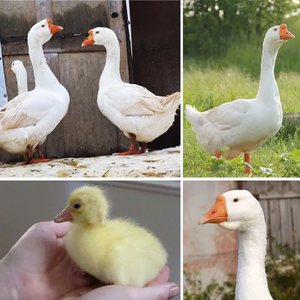 Линдовская порода гусей