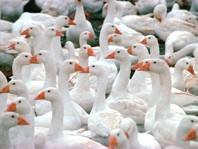Горьковские гуси для разведения