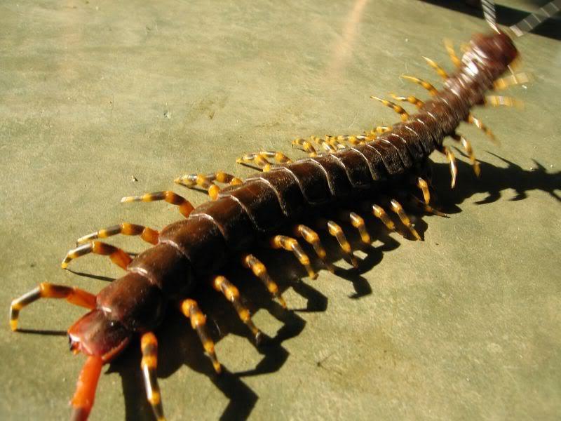 Скалапендрия: фото насекомого чем опасна и как