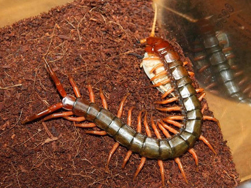 Домашняя сколопендра — опасна ли она
