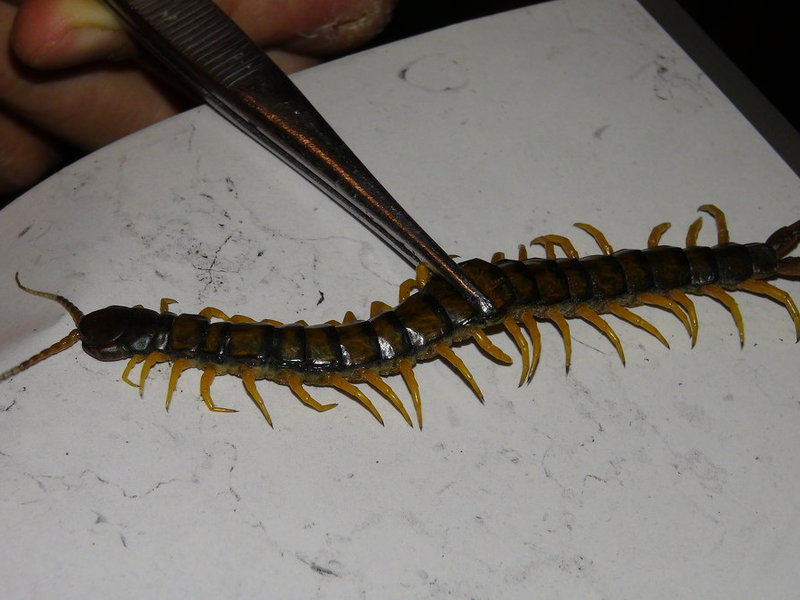 Сколопендра домашняя -насекомое