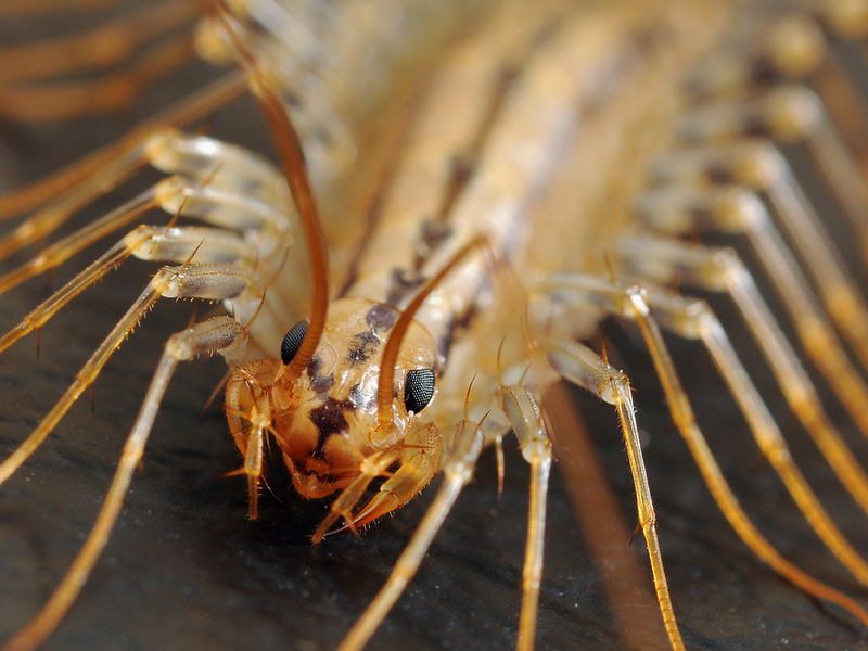 Сколопендра домашняя,  её опасность