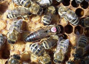 Виды пчел карника