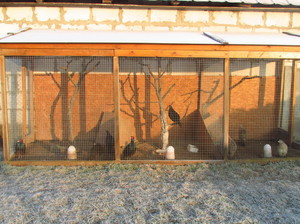 Питание фазана