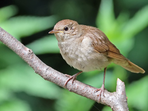 Как выглядит соловей
