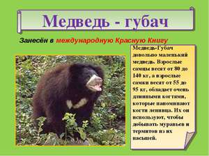 Какие животные под угорозой