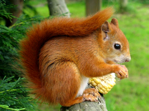 Срок жизни белки дома