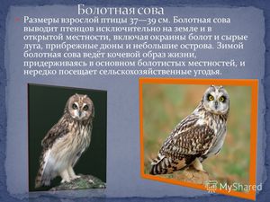 Гнездование совы