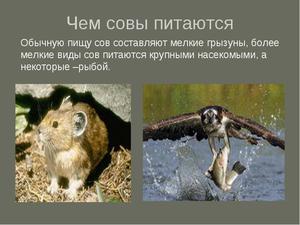 Как выводяит сова совят