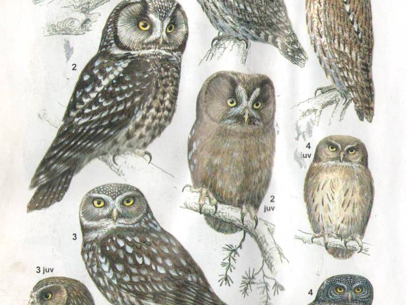 Сова ушастая обыкновенная