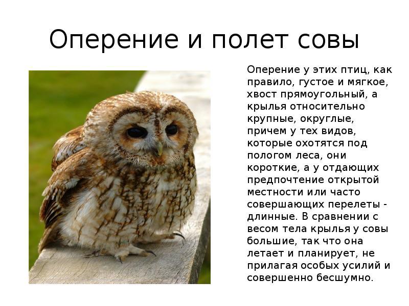 Внешний вид совы