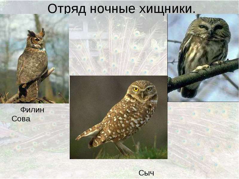 Размножение сов