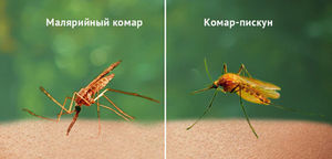Какие бывают комары