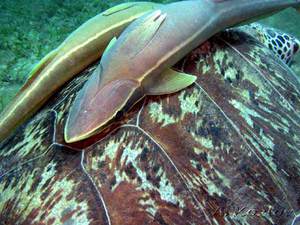 Прилипала на черепахе