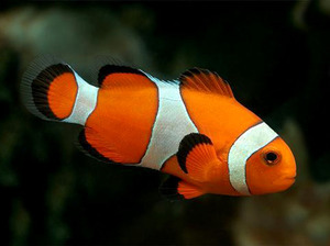 Рыба-клоун в аквариуме: уход, содержание и особенности вида