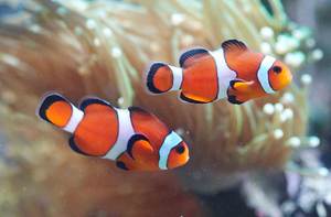 Рыбки клоуны