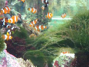 Аквариум с рыбами клоунами