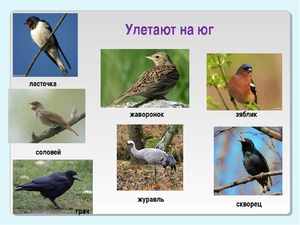 Какие птицы улетают на юг первыми