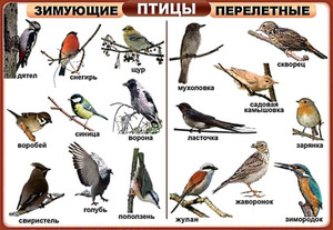 Какие виды  покидают родные края первыми